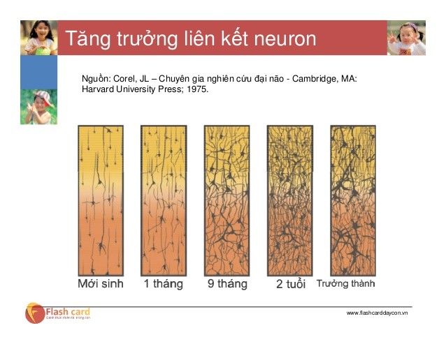Sự tăng trưởng liên kết neuron khi giáo dục sớm