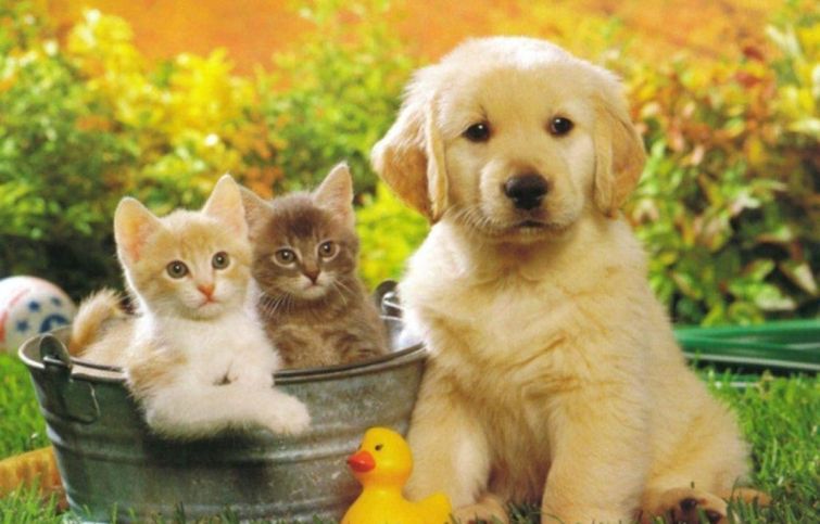 Con hứng thú và dễ học tiếng anh chủ đề thú cưng