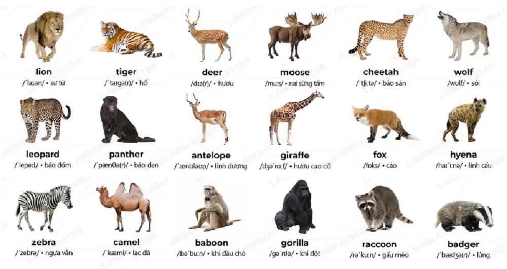 Một số từ vựng về các con vật vùng hoang dã (Ảnh: Sưu tầm internet)