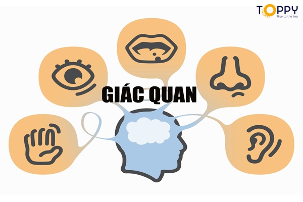 Phát triển giác quan ở trẻ với phương pháp Shichida (Nguồn: Toppy)