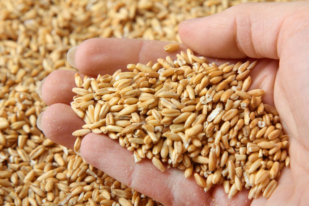 Một vài lưu ý khi sử dụng yến mạch cho trẻ 7 tháng ăn dặm