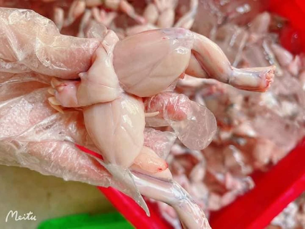 Cách sơ chế ếch không bị tanh