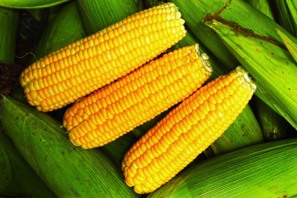 Chế biến ngô ngọt cho bé ăn dặm chuẩn khoa học