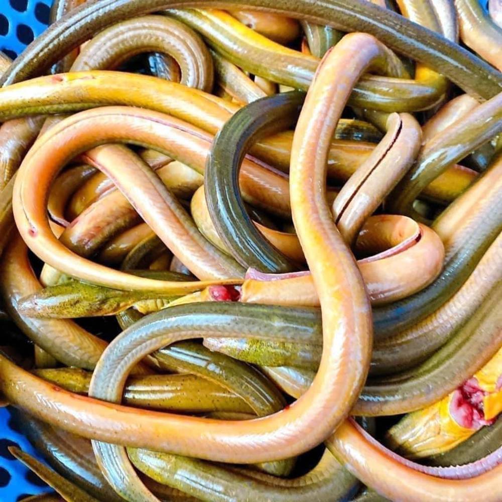 Lươn đồng tươi đảm bảo chất lượng