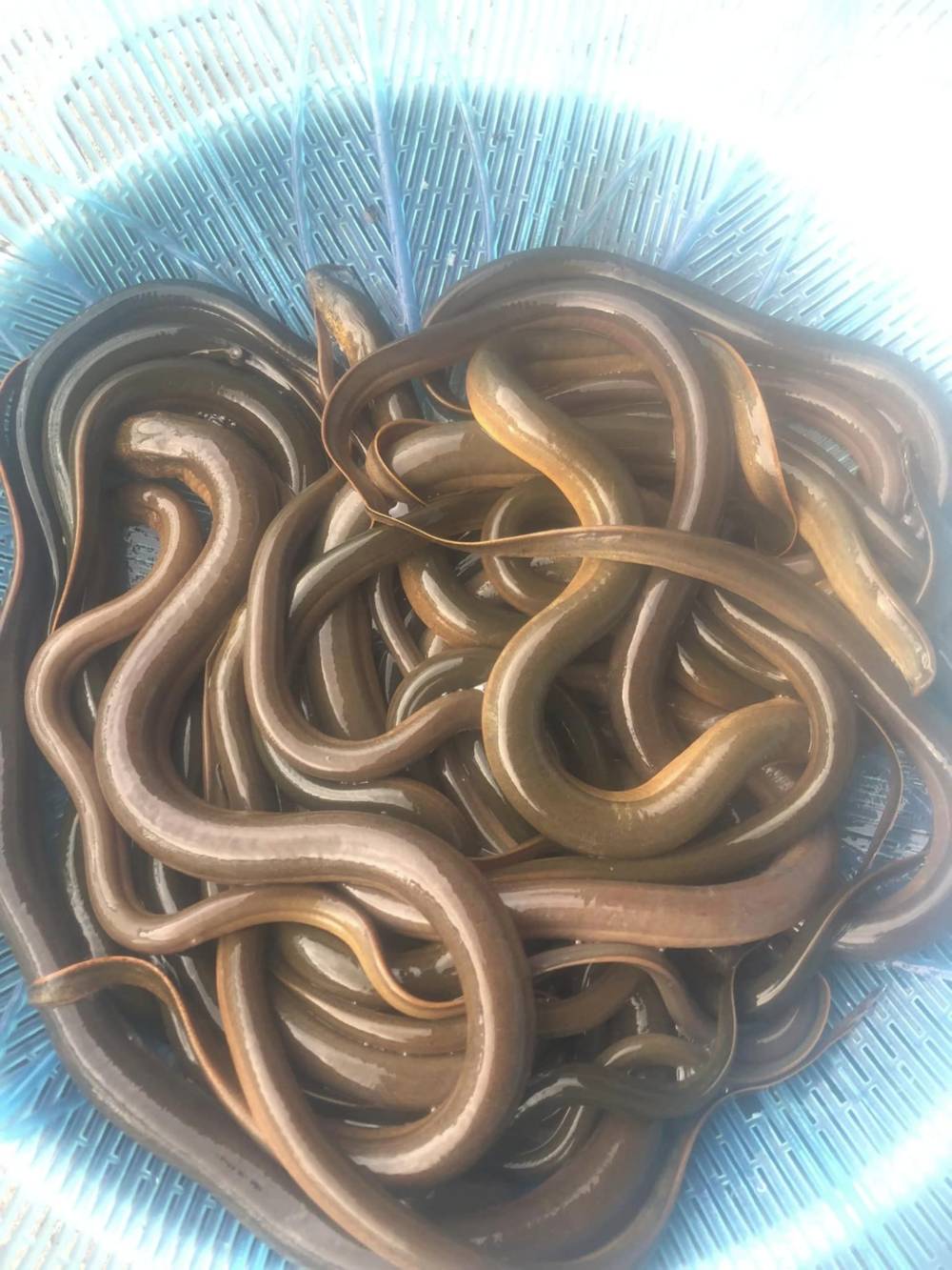 Lươn là thực phẩm có giá trị dinh dưỡng cao