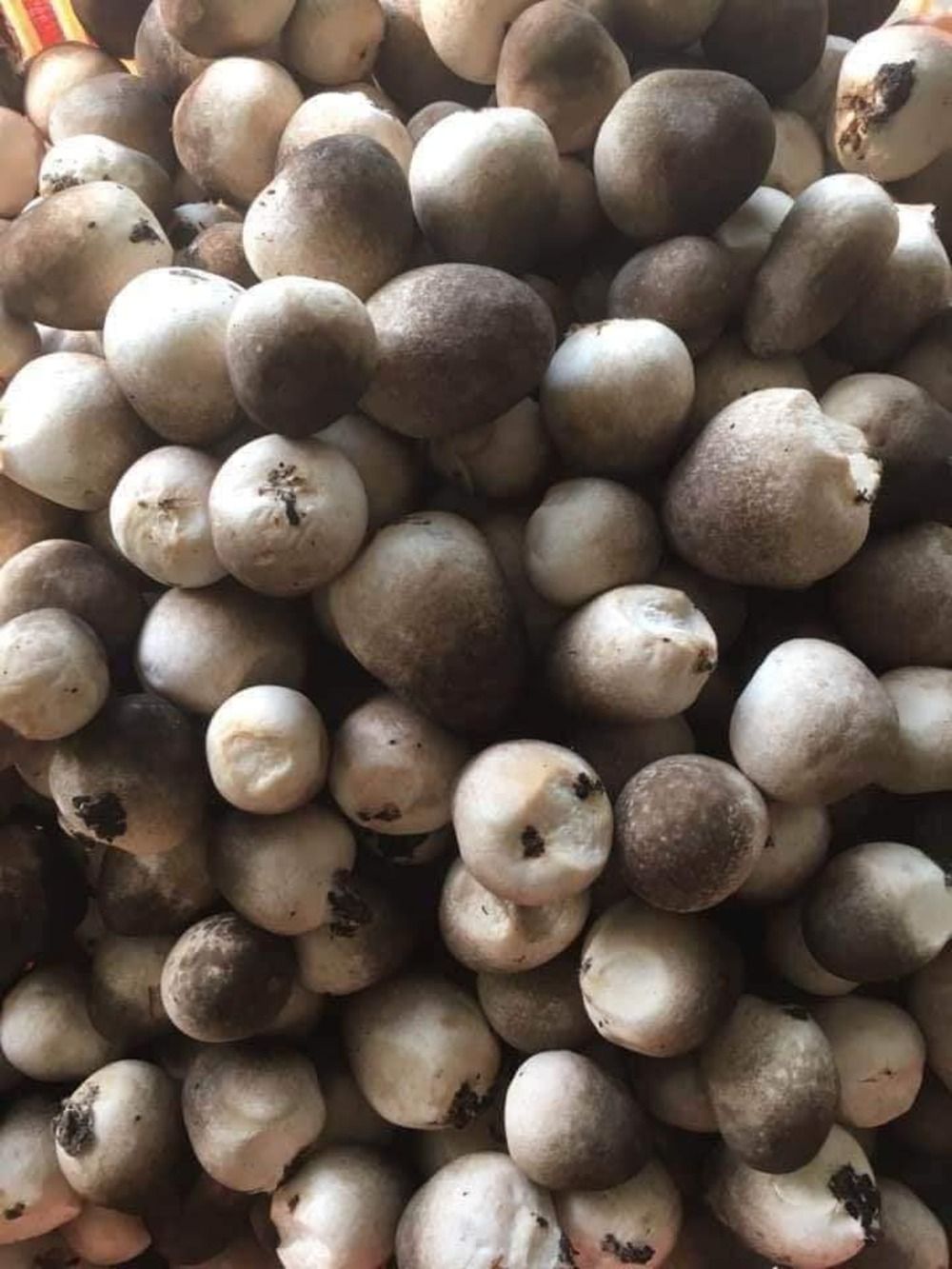 Nguyên liệu nấm rơm nấu cháo ăn dặm cho bé