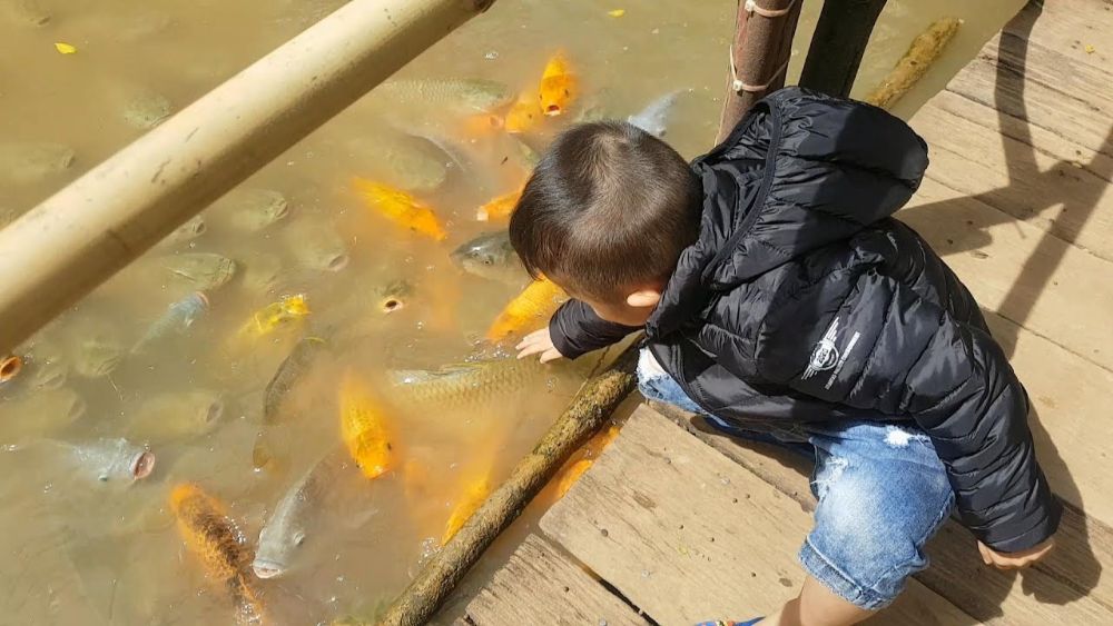 Hoạt động: Làm thức ăn cho chim/cá