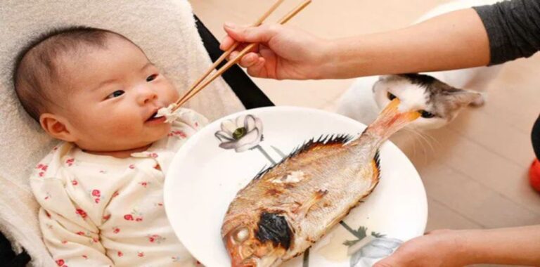 Bổ sung cá vào thực đơn ăn dặm giúp bé phát triển trí não và thể chất toàn diện (Ảnh: sưu tầm internet).