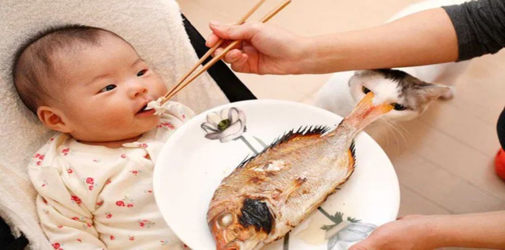 Bổ sung cá vào thực đơn ăn dặm giúp bé phát triển trí não và thể chất toàn diện (Ảnh: sưu tầm internet).