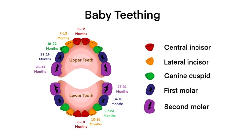 Sưng nướu khi mọc răng là nguyên nhân phổ biến khiến trẻ 7 tháng hay la hét vì khó chịu