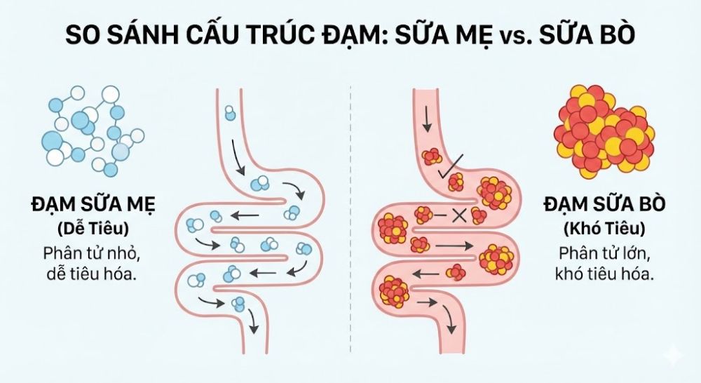 Hàm lượng đạm trong sữa tươi quá cao so với khả năng hấp thụ của bé 7 tháng.
