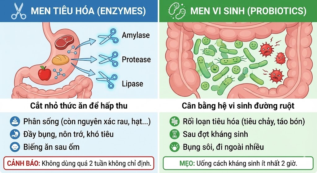 Men tiêu hóa giúp cắt nhỏ thức ăn, trong khi men vi sinh tạo hàng rào bảo vệ đường ruột.