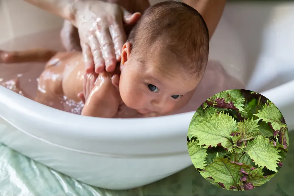 Lá tía tô giúp hạ sốt, làm dịu rôm sảy và bảo vệ làn da nhạy cảm của trẻ sơ sinh