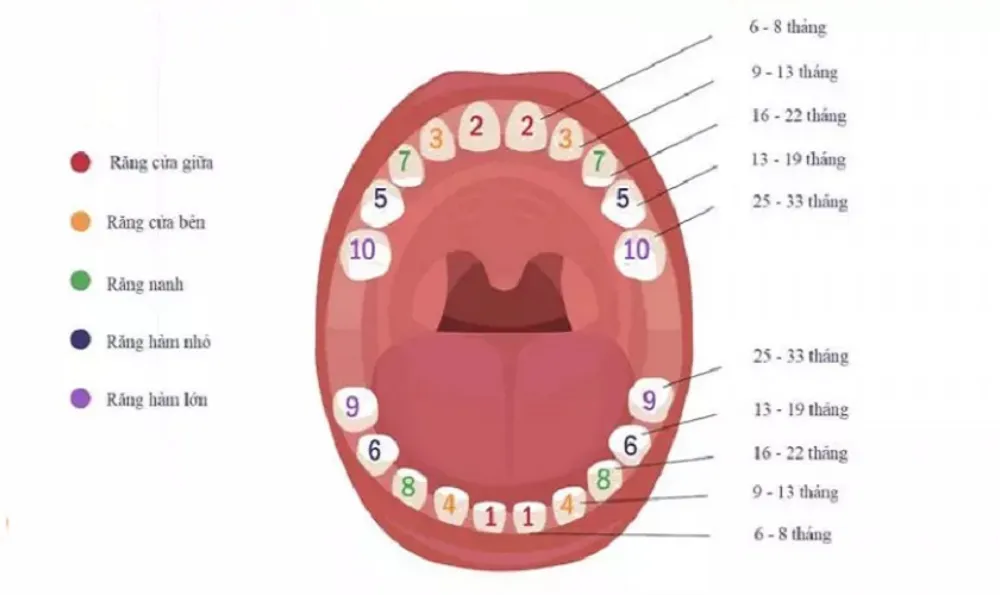 Đa số trẻ sẽ hoàn thiện hàm răng sữa 20 chiếc khi được 2,5 đến 3 tuổi.